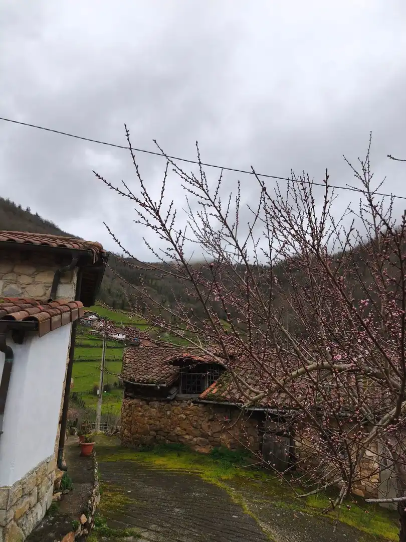 Jardín de Casa o chalet en venta en Proaza con Piscina