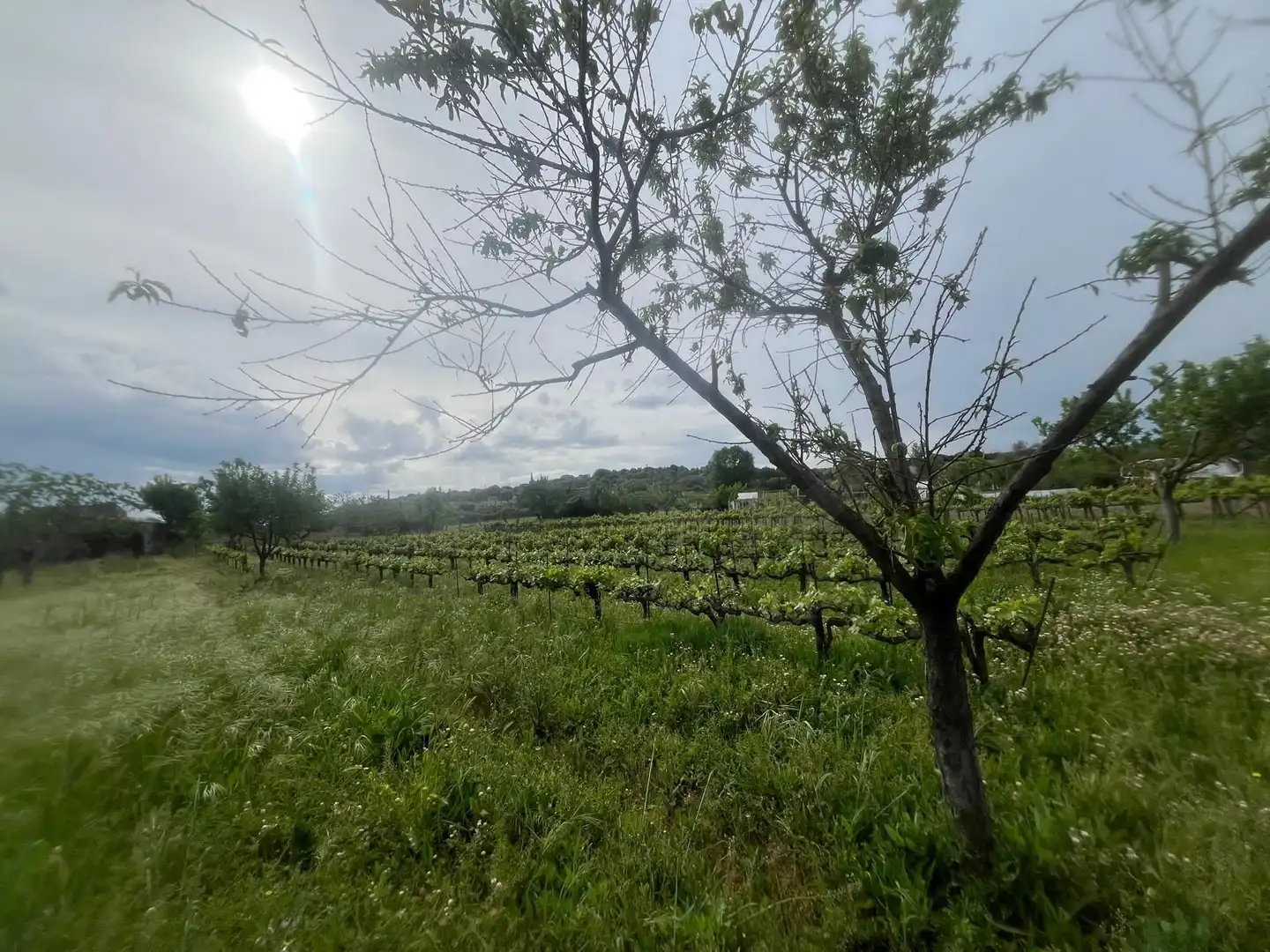 Terreno rustico in vendita a Ciudad Rodrigo, imagen 16