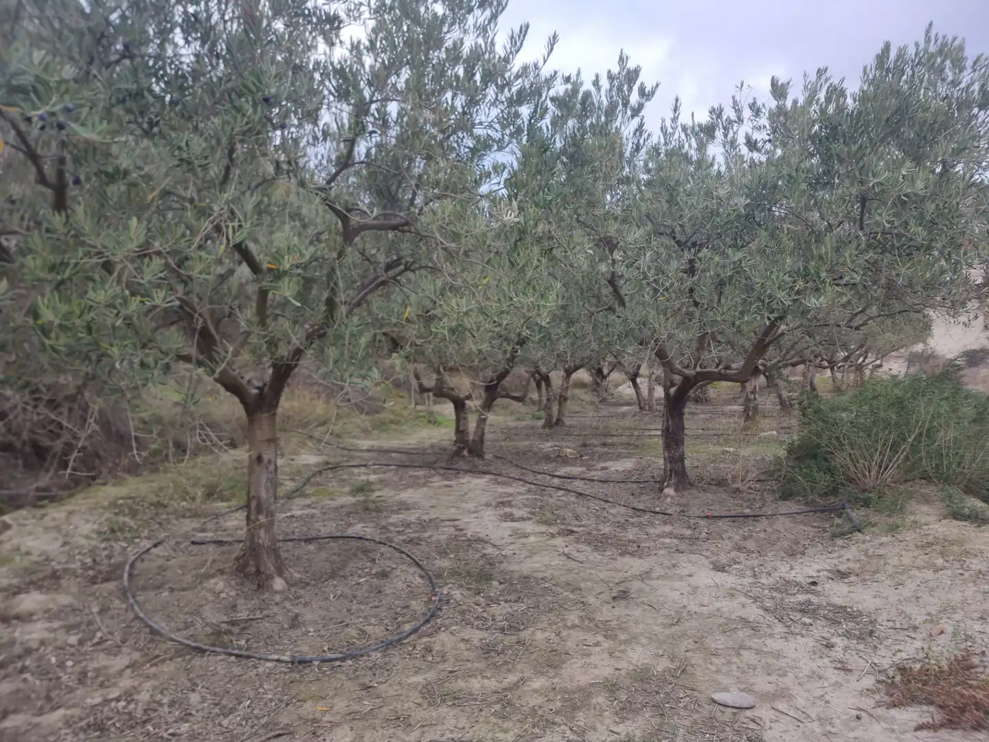 Rural land for sale in Calle Camino Ancho 4, imagen 7