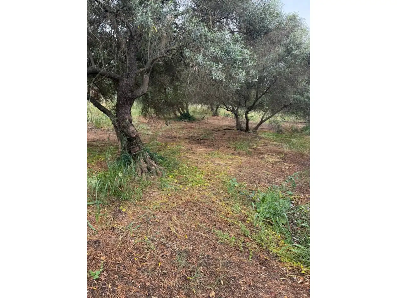 Chalet con jardín en venta en Urbanizacion Tres Palmeras, imagen 18