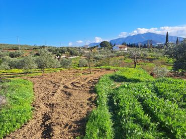 Terrenos y solares en venta en Coín