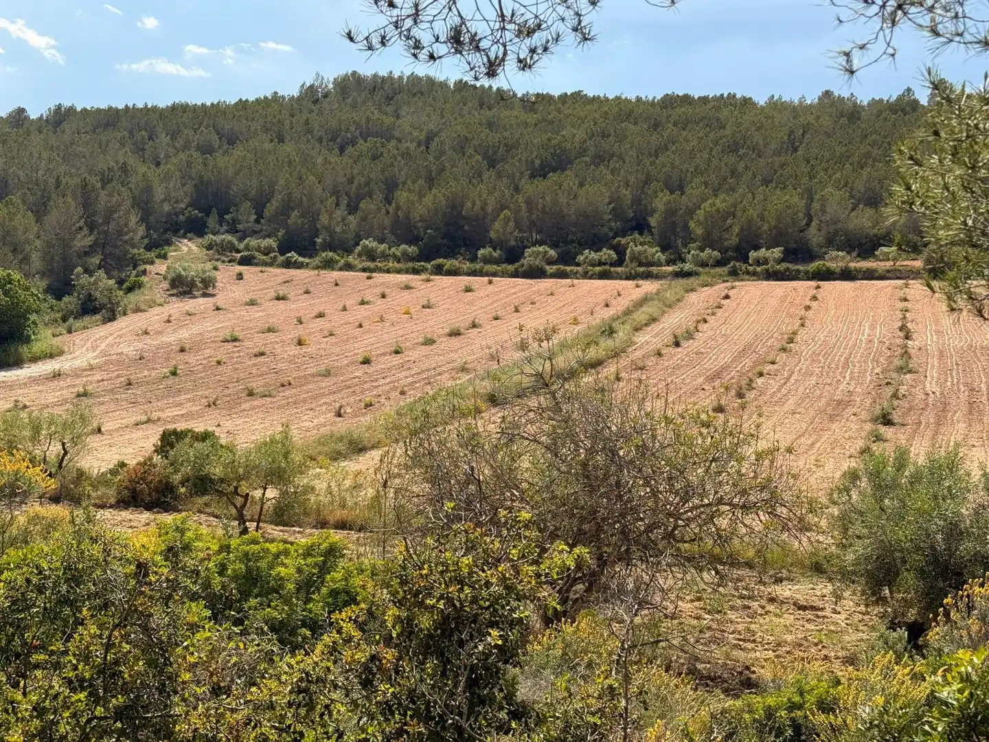 Finca rústica en venda a Vespella de Gaià