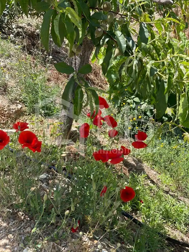 Jardí de Finca rústica en venda en Vélez-Málaga amb Piscina