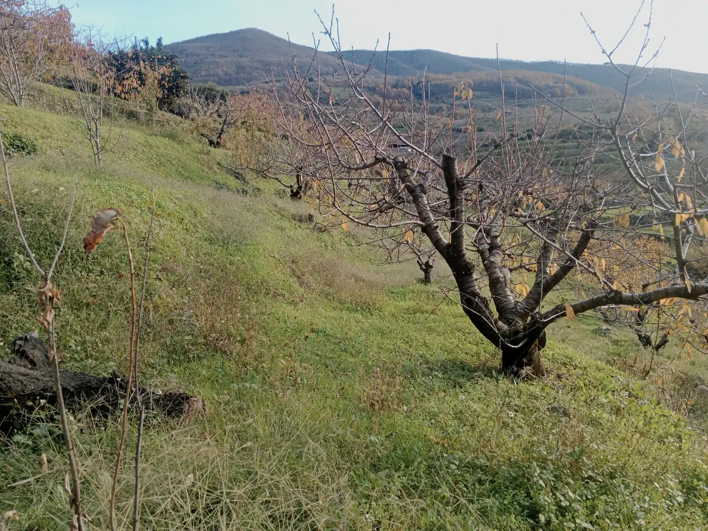 Terreni e lotti in vendita a Navaconcejo, imagen 12