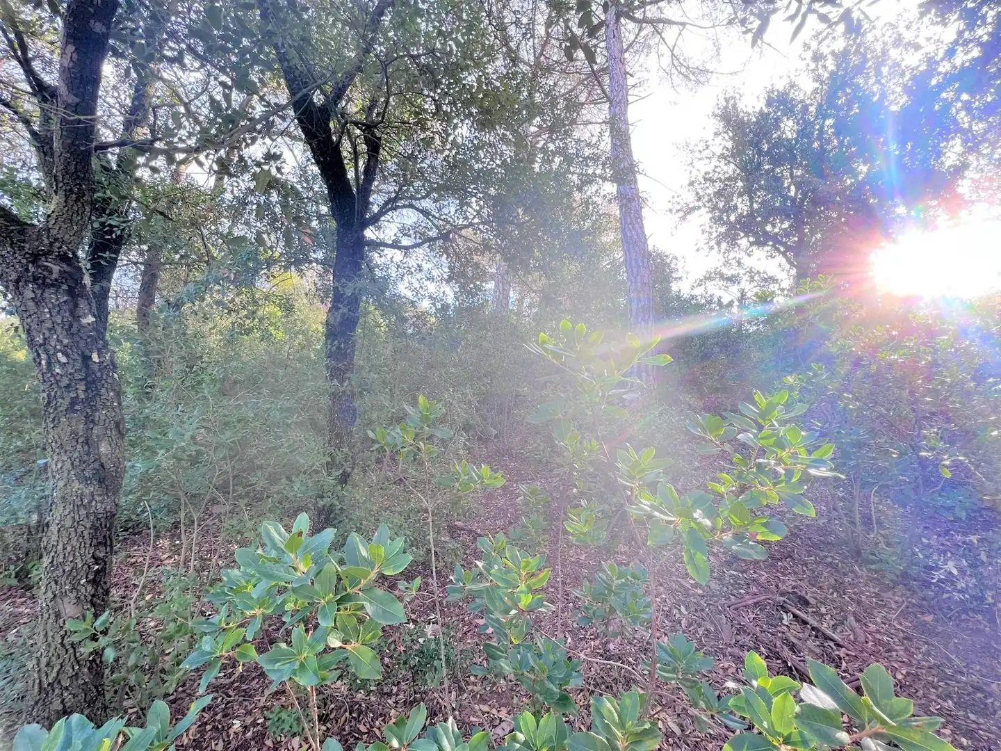 Terreno residencial en venta en Carrer Torrent del Llort 35