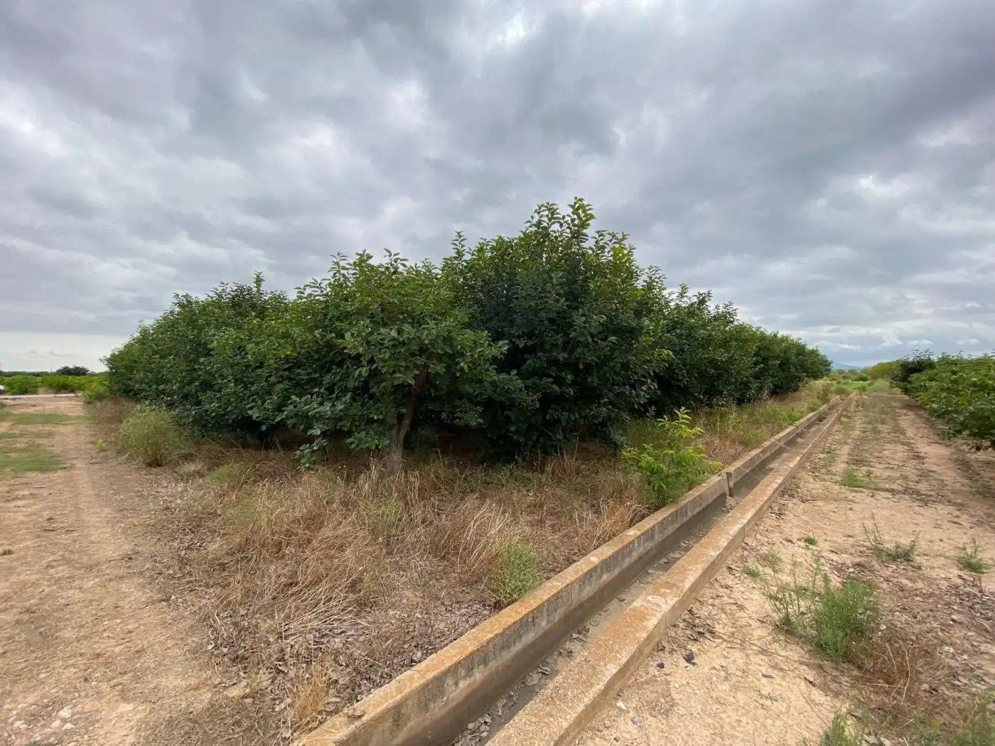 Terreny rústic en venda a Camino ALBALAT, imagen 6