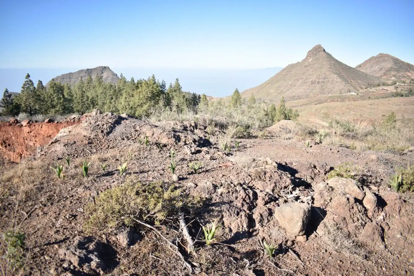 Terrenos y solares en venta en Vilaflor de Chasna, imagen 12