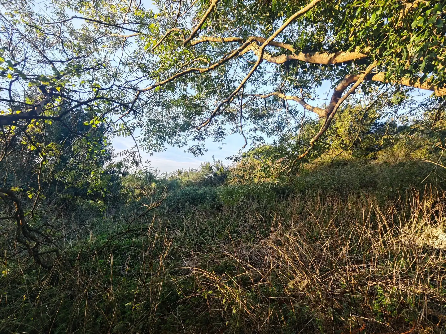Terreno rústico en venta en Pría - Nueva-Hontoria - Naves, imagen 17