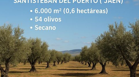 Photo 4 of Land for sale in Polígono 15 Parcela 205 Dehesilla del Rico. Santi, 165, Santisteban del Puerto, Jaén