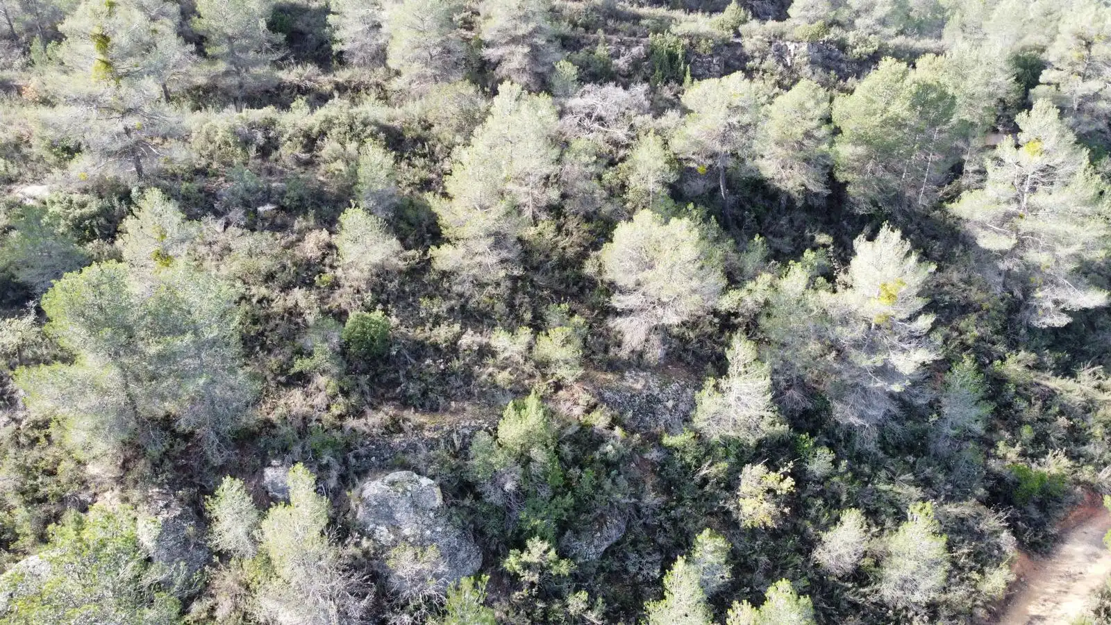 Terreno rustico in vendita a Cervià de Les Garrigues, imagen 38
