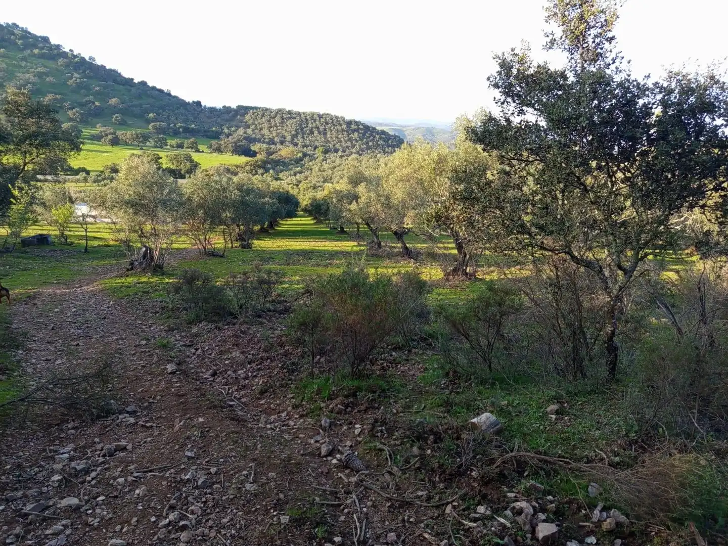Finca rústica en venda en Almadén de la Plata amb Jardí privat