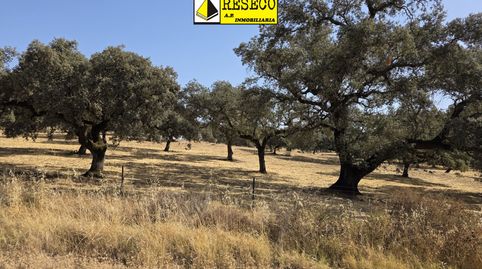 DEHESA DE 820 HA EN SIERRA NORTE DE SEVILLA CON CORTIJO, PISCINA Y EXPLOTACIÓN GANADERA