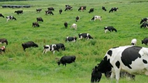 Granja de vacas lecheras mecanizada, immagine 2