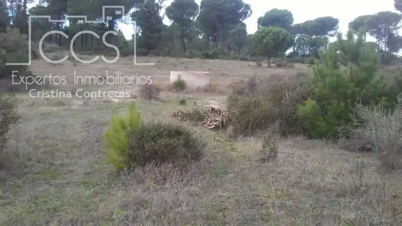 Terreny rústic en venda a Almonte ciudad, imagen 17