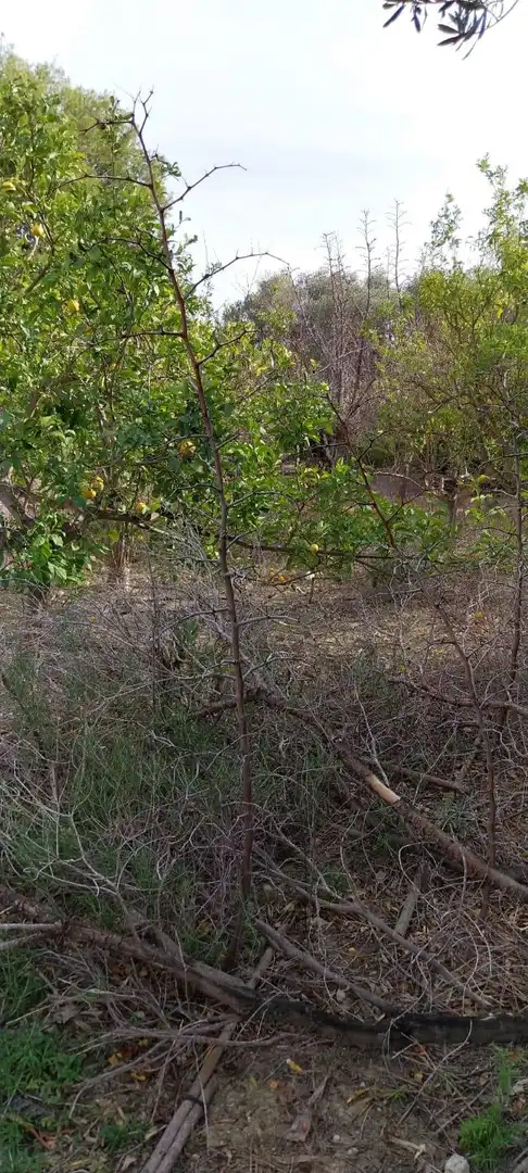 Wohnbaugrundstück zum Verkauf in Platja de Torres, imagen 21