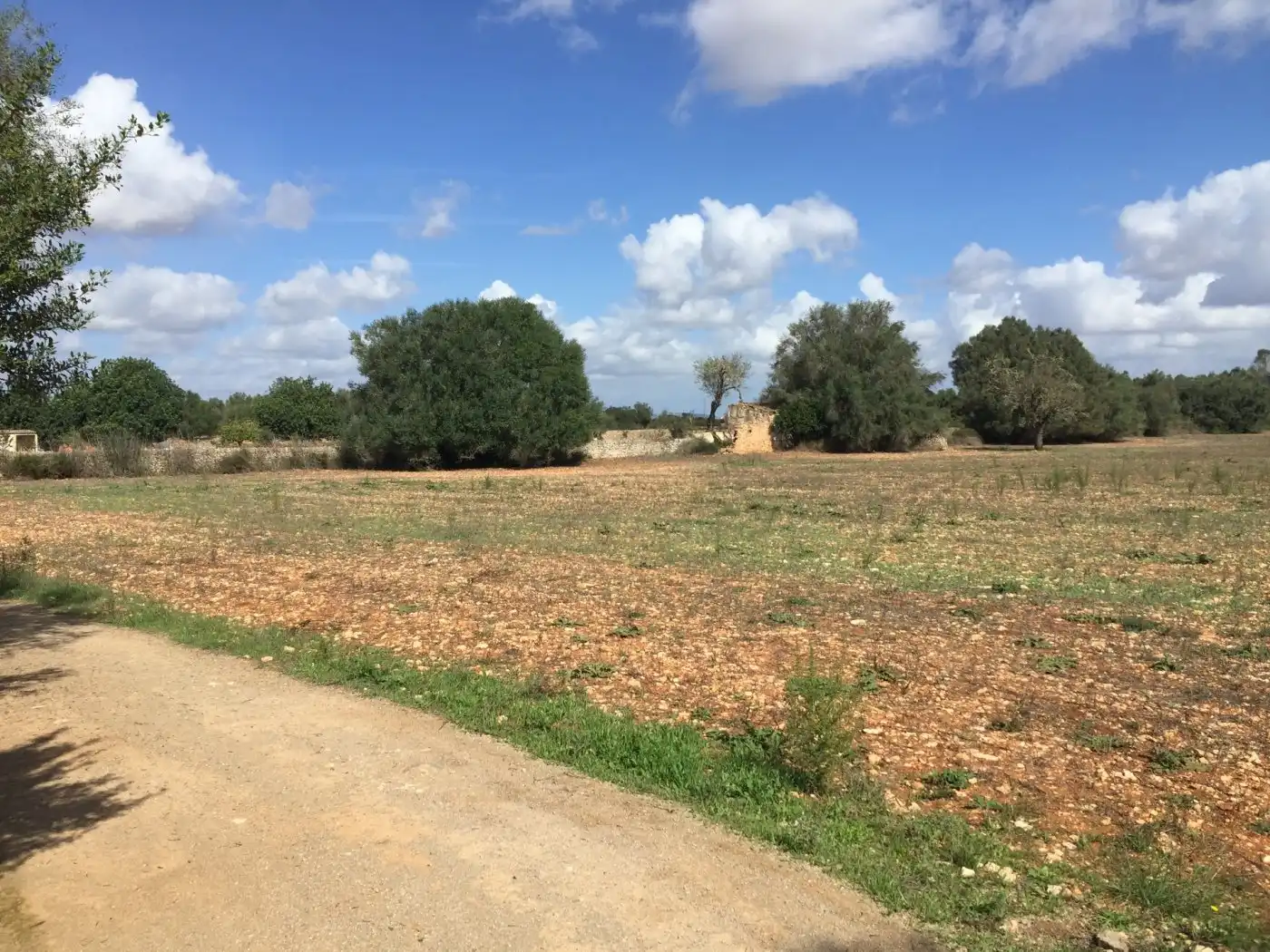 Rural land for sale in Felanitx Poble, imagen 3