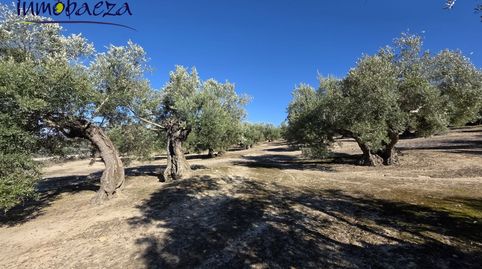 Finca en venta en Baeza., imagen 5