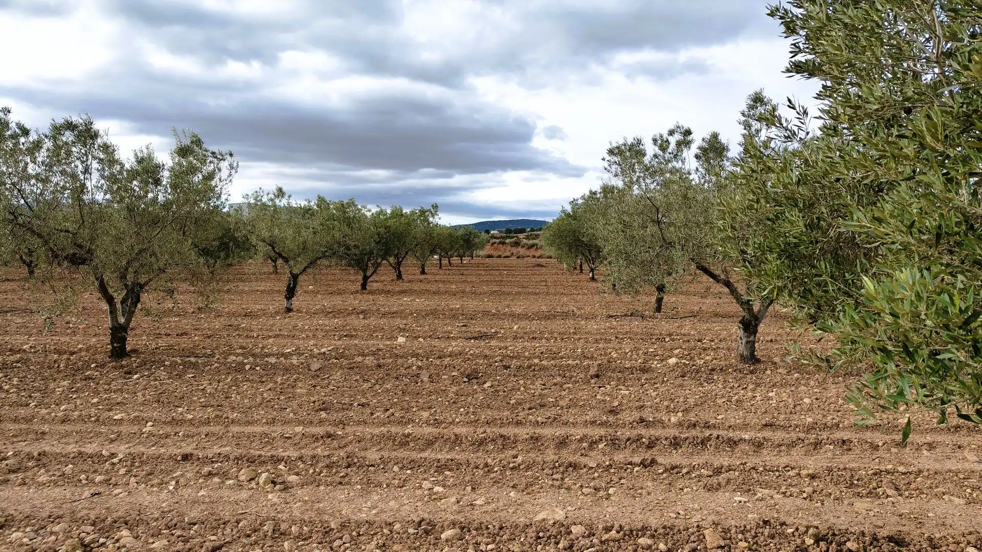 Terreny rústic en venda a Monóvar  / Monòver, imagen 9