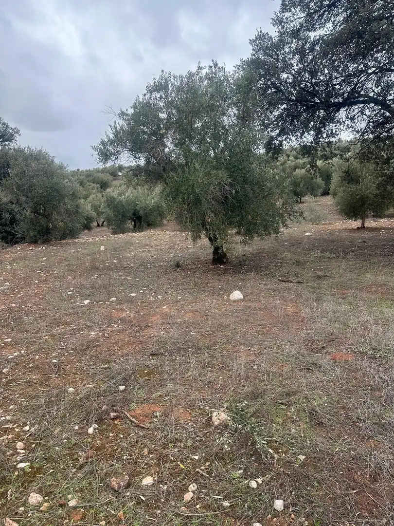 Terreni e lotti in vendita a Cogollos de la Vega, imagen 4