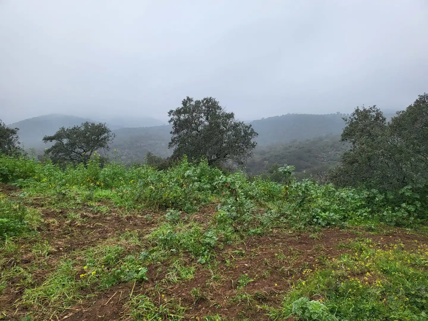 Terrain rustique à vendre à Camino de la Dehesa 236, imagen 4