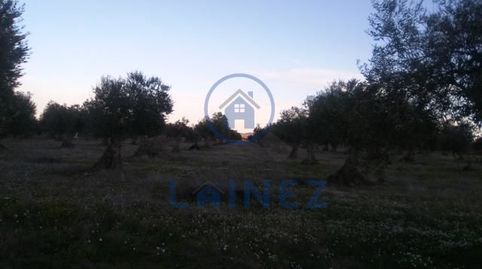 Olivar de 6 hectáreas en el municipio de Valsequillo provincia de Córdoba, 2 hectáreas de labor, resto de olivar  a pie de camino,, Bild 4