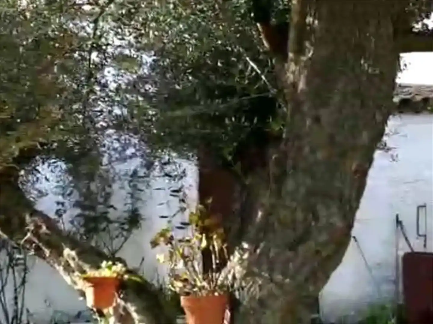 Jardí de Casa adosada en venda en Torrejoncillo amb Jardí privat