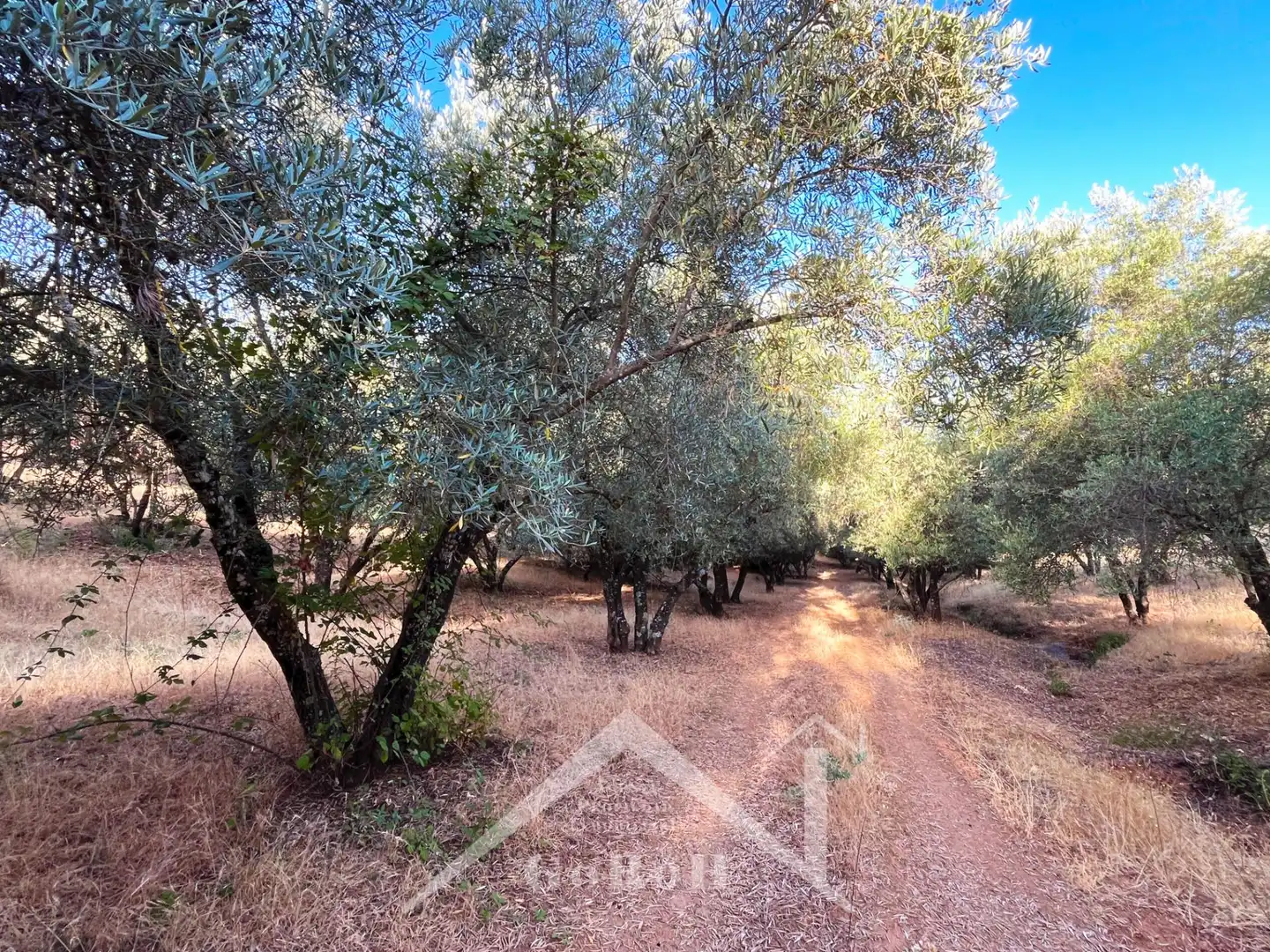 Land for sale in Constantina
