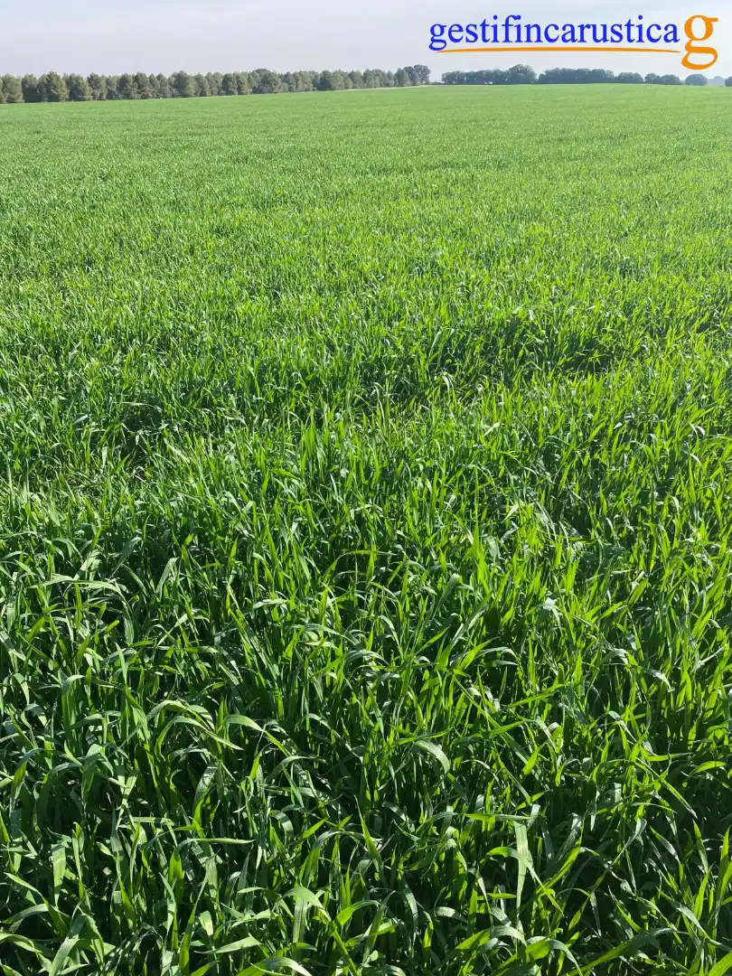 Rural land for sale in Plaza de España, imagen 3