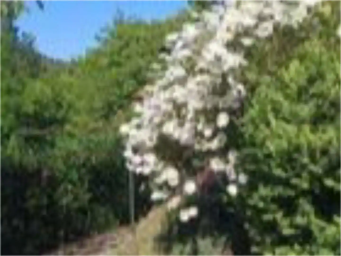 Jardí de Finca rústica en venda en San Sadurniño amb Jardí privat