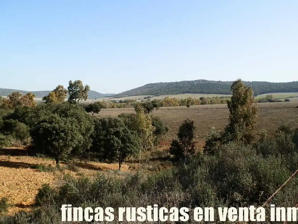 Terreny rústic en venda a Puebla de Don Rodrigo, imagen 9