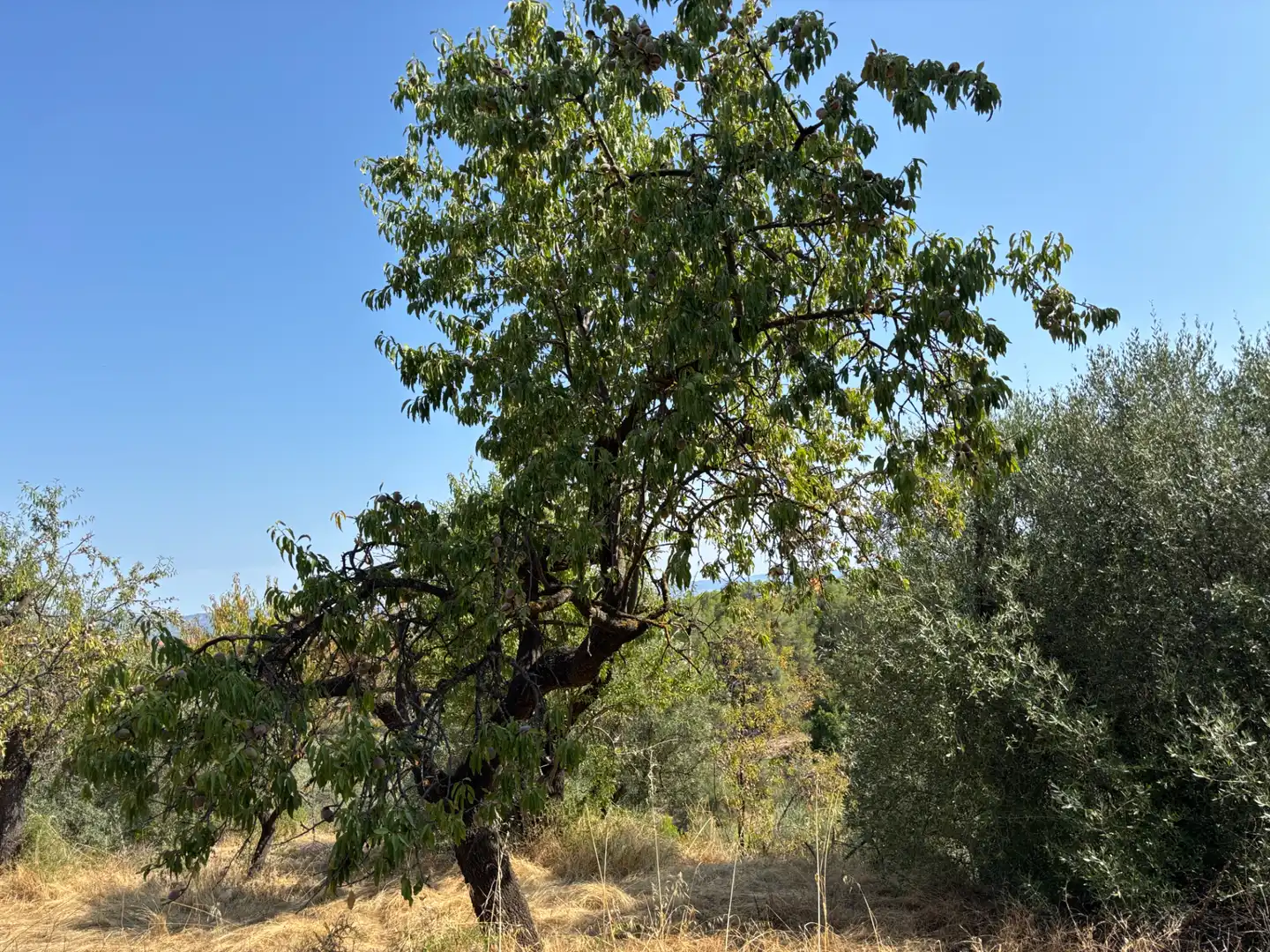 Rural land for sale in Carrer de la Muntanya, imagen 43