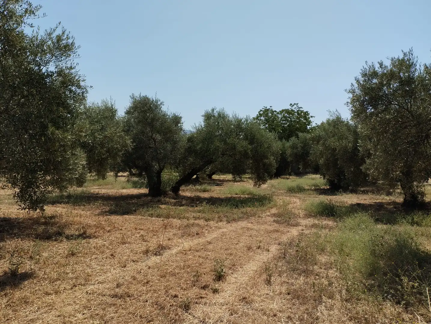 Terreno rustico in vendita a Avenida Fuente de las Piedras, imagen 6