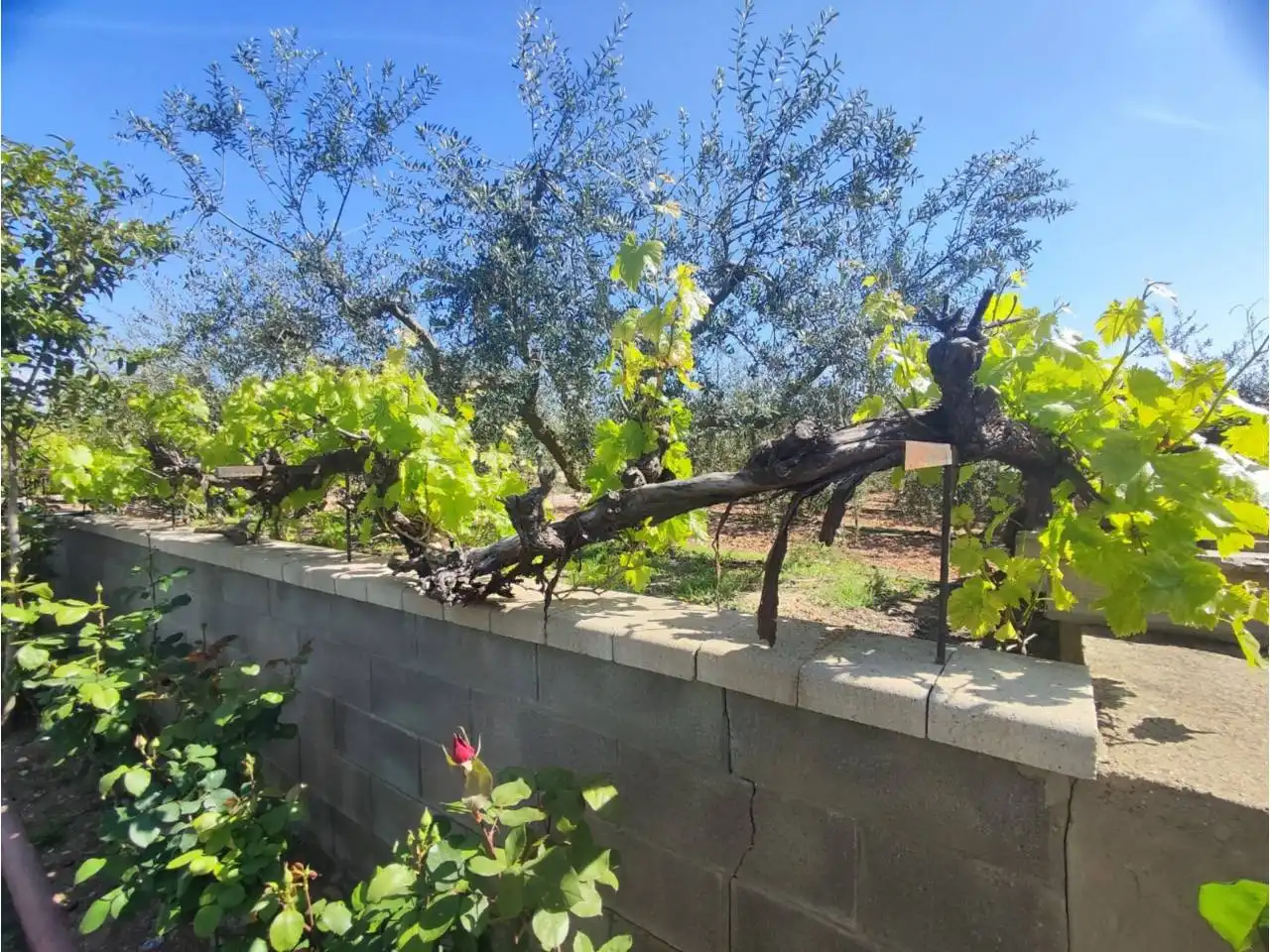 Jardín de Terreno en venta en Zaidín