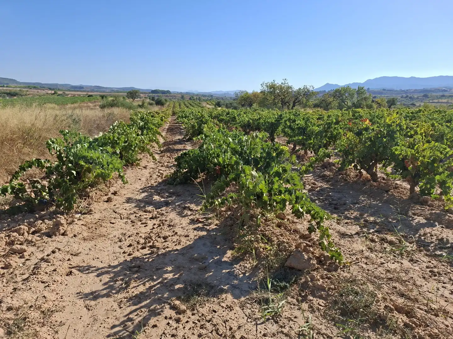 Terreno rustico in vendita a Avinguda d'Aragó 37, imagen 11