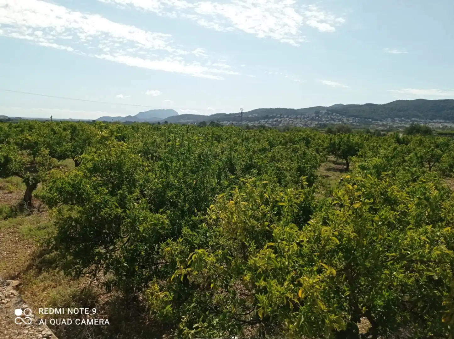 Residential land for sale in Tormos, imagen 9