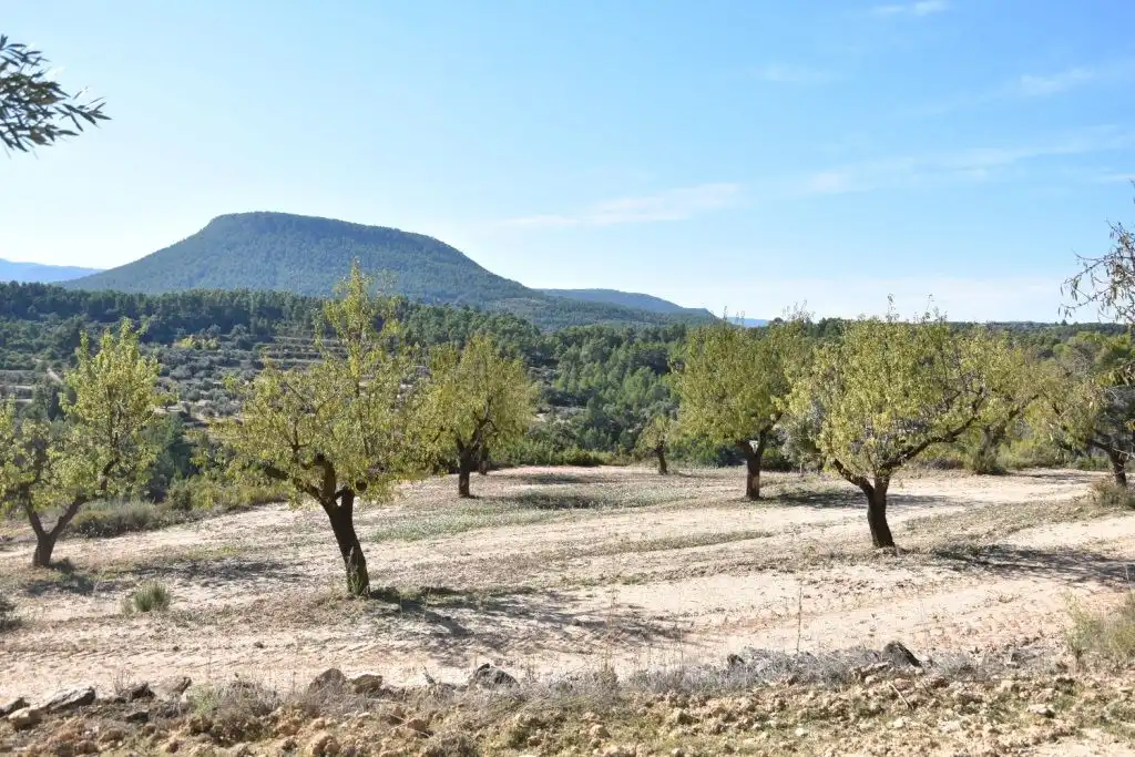 Terreni e lotti in vendita a Valderrobres, imagen 3
