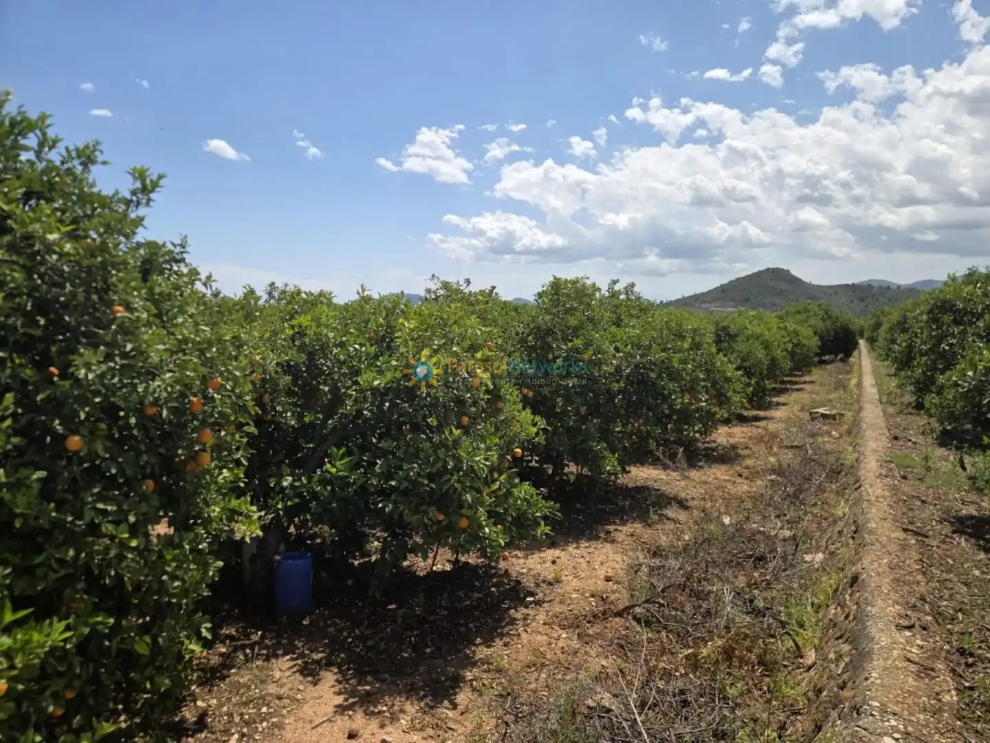 Terreny rústic en venda a Oliva pueblo, imagen 4