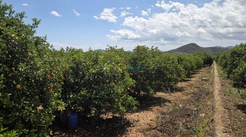 Foto 4 de Terreno en venta en Oliva pueblo, Oliva