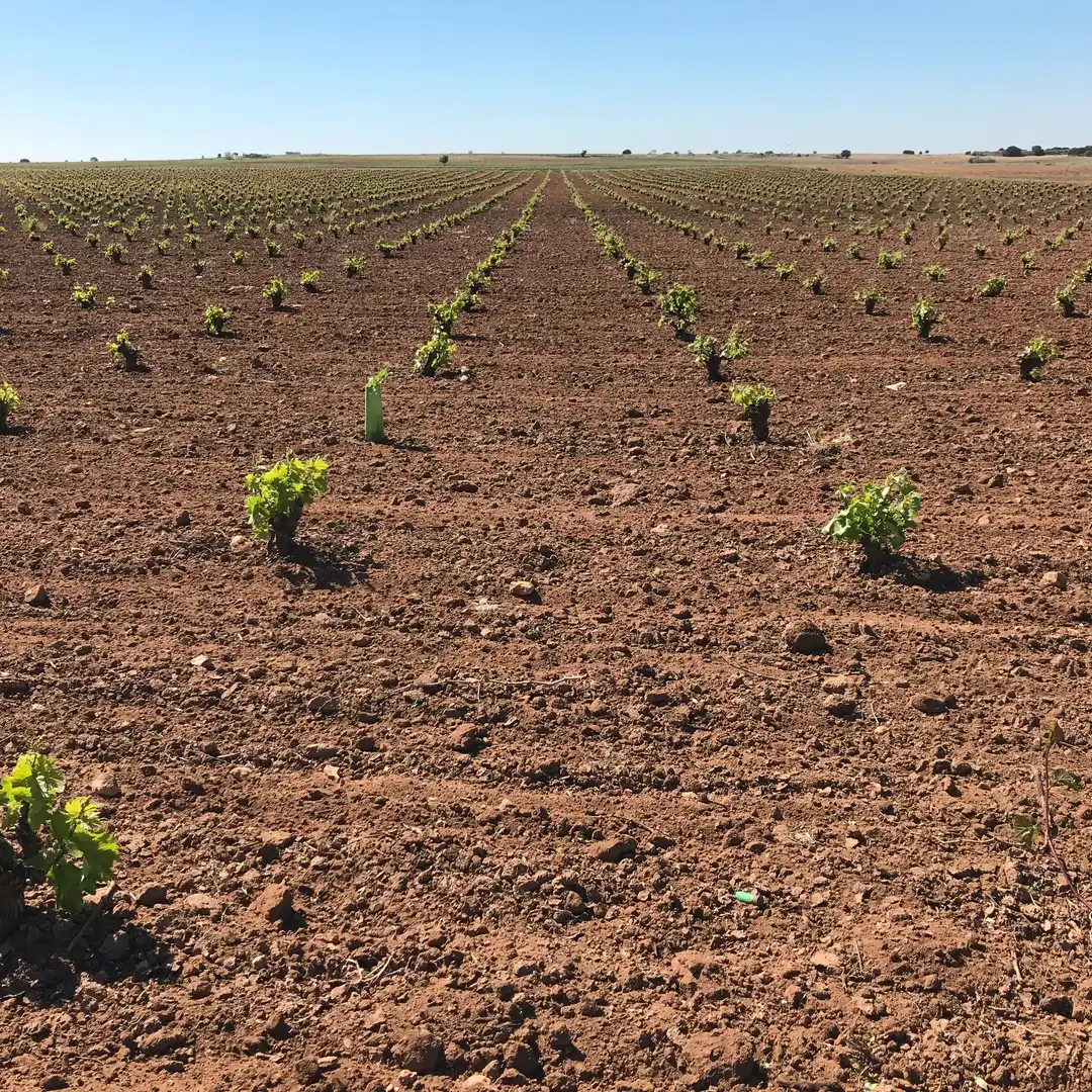 Terrenys i solars en venda a Mota del Cuervo, imagen 21