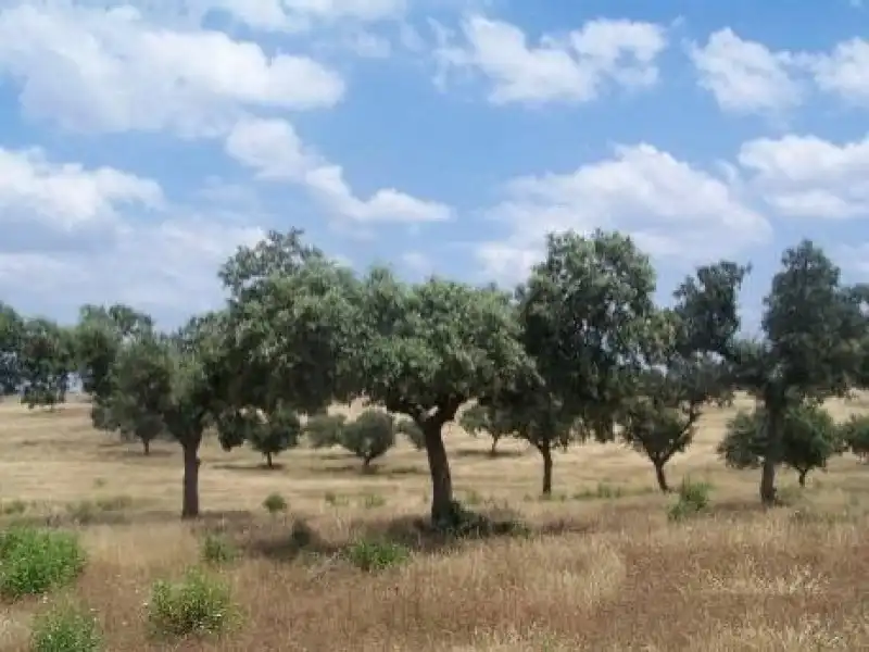 Terreni e lotti in vendita a Alcántara, imagen 19