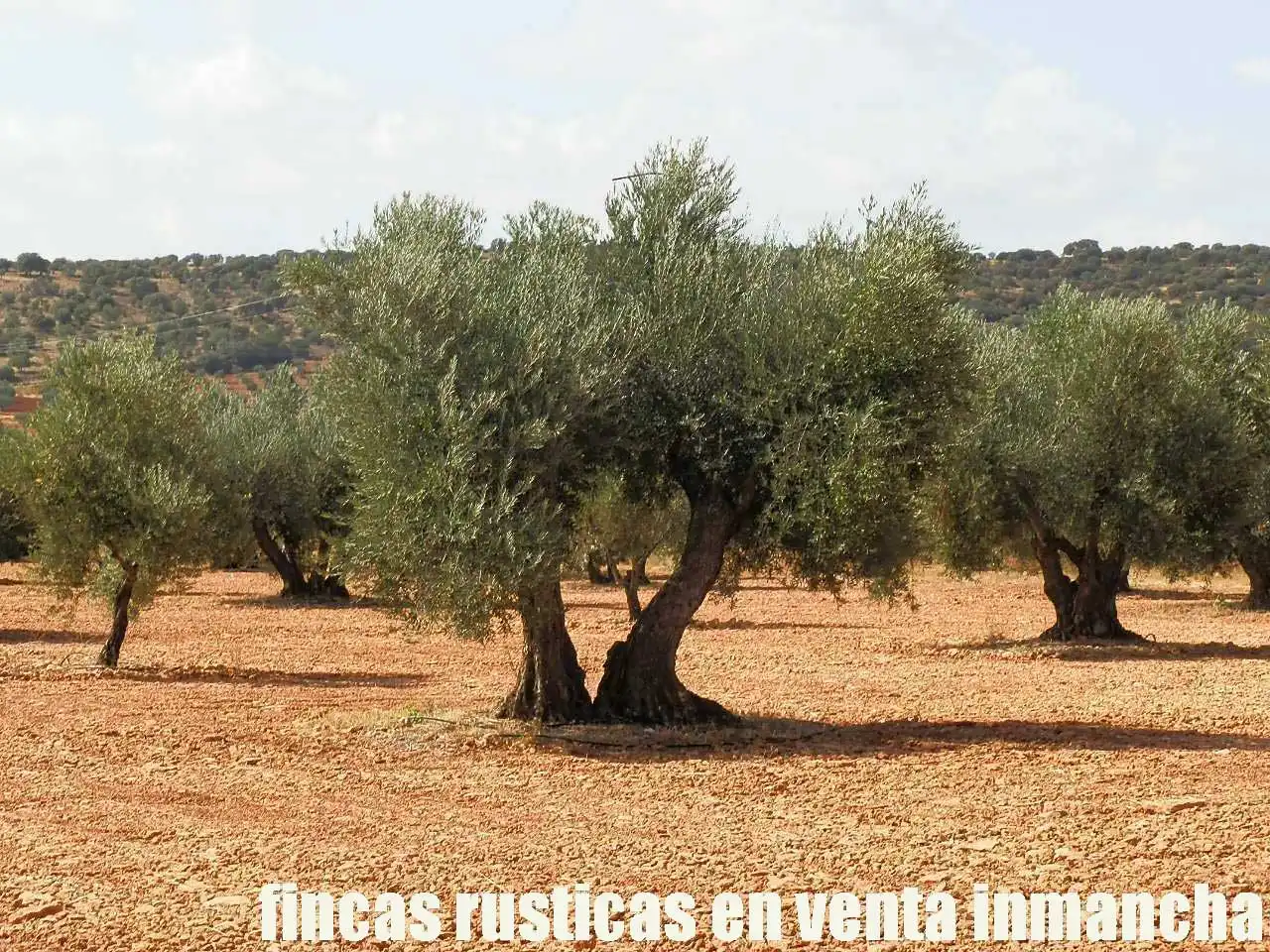 Terreno rústico en venta en Moral de Calatrava, imagen 5