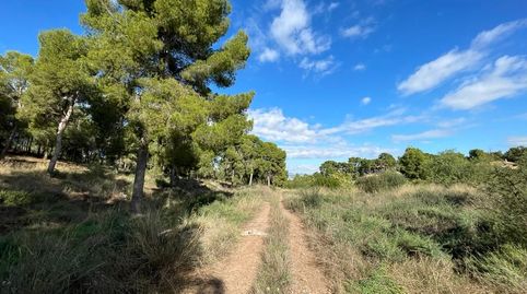 La Alberca, zona Verdolay, Cl.Pino parcela exclusiva de 14.000 m2 junto parque Regional El Valle, imatge 2