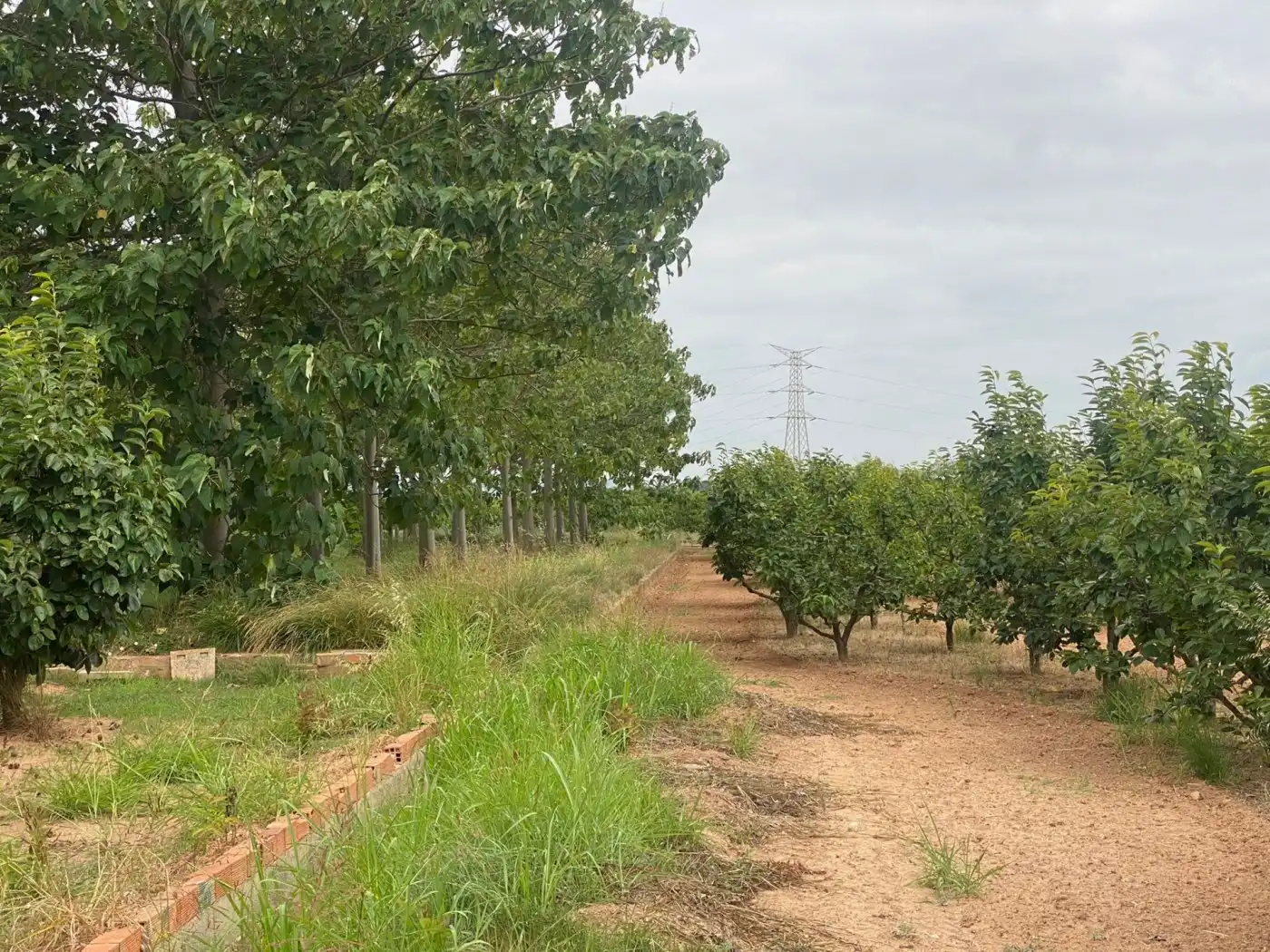 Land for sale in Carlet
