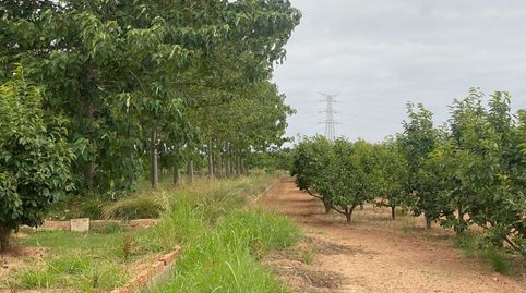 TERRENO RURAL DE KAKI EN PRODUCCIÓN, imatge 4