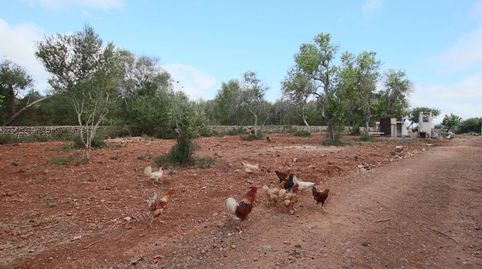 Finca rústica con pequeña caseta, immagine 2