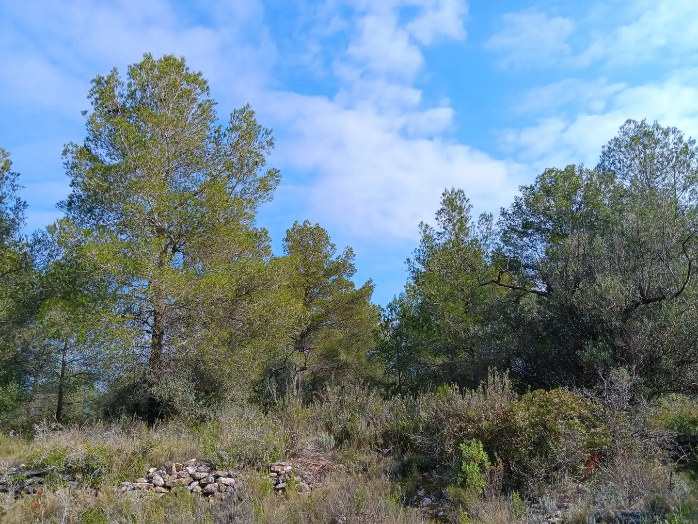 Lands and plots for sale in Ginestar, imagen 20