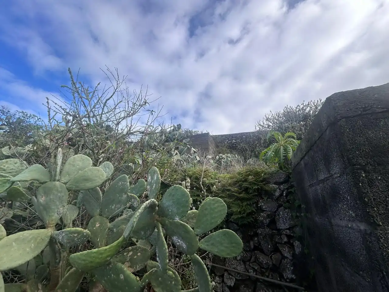 Jardí de Finca rústica en venda en Valverde (Santa Cruz de Tenerife)