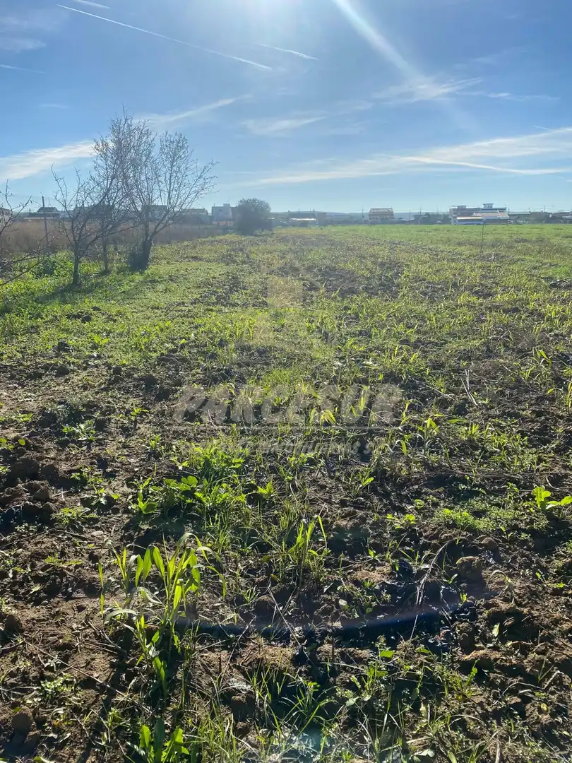 Terreny rústic en venda a Almodóvar del Río, imagen 7