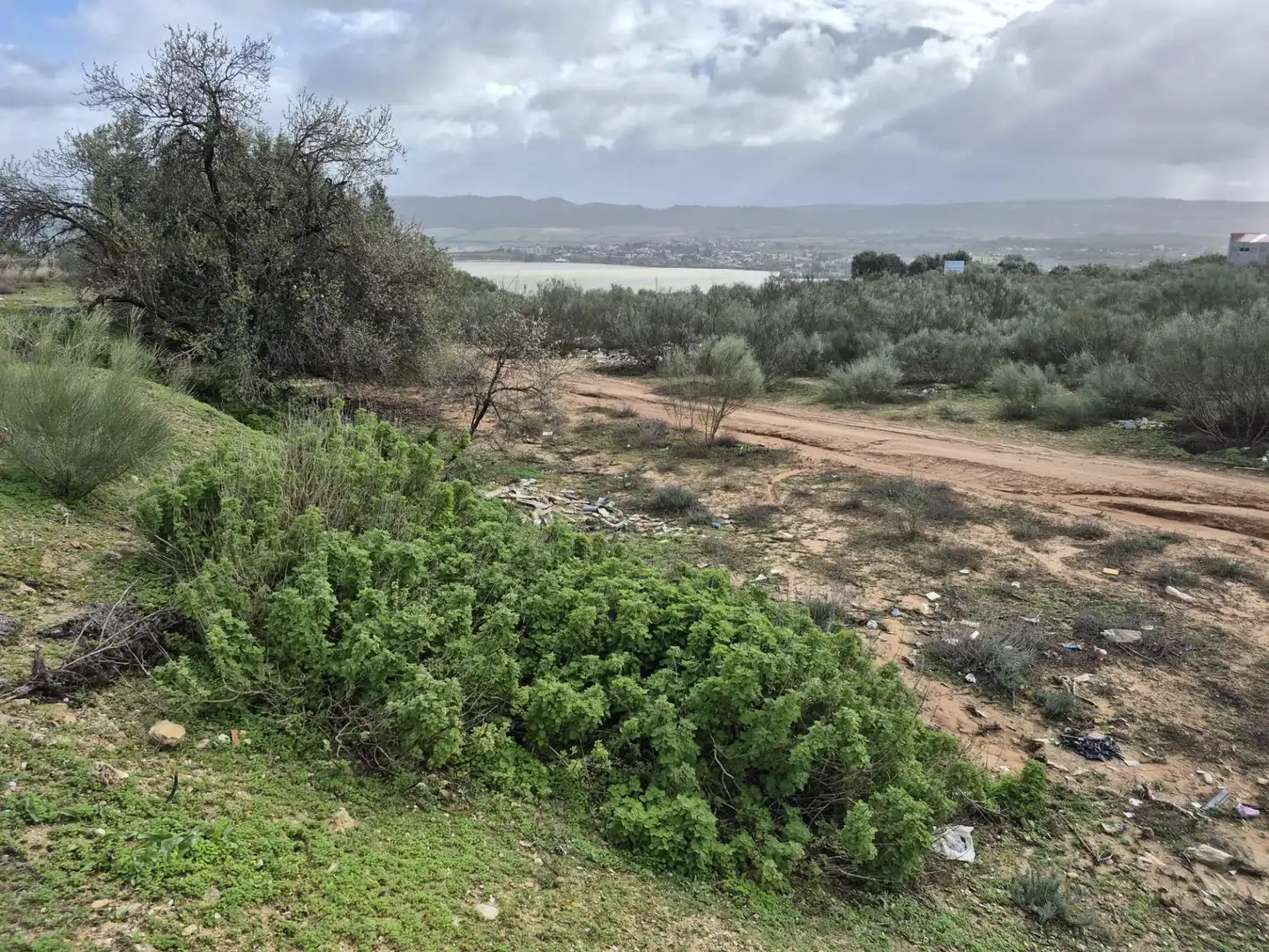 Terreny rústic en venda a Arcos de la Frontera, imagen 6