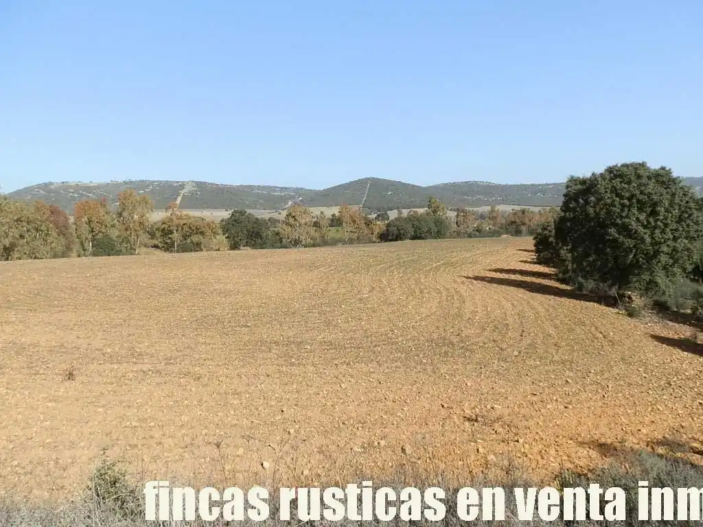 Terreny rústic en venda a Puebla de Don Rodrigo, imagen 7